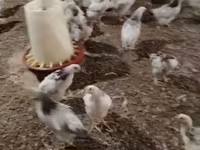 Chickens — الصورة 2