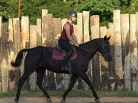 فرس, Quarter Horse — الصورة 7