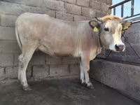母牛, Cattle — 照片 2