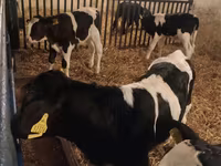 Ցուլ, Russian Black pied cattle — լուսանկար 3