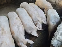 मादा सूअर, Макстер — फ़ोटो 2