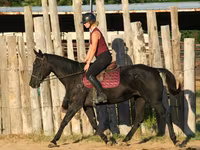 فرس, Quarter Horse — الصورة 6