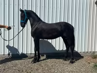 حصان, Friesian — الصورة 2