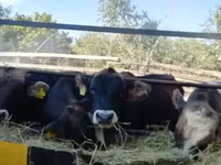 Bull, Cattle — photo 5