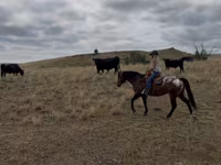 Ձի, Horses of Sable Island — լուսանկար 6