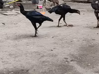 Chickens — լուսանկար 2
