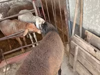 كبش, Blackheaded Persian sheep — الصورة 6