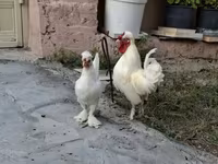 Chickens — 6-сурет
