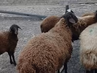 Ram, Karakul sheep — photo 3