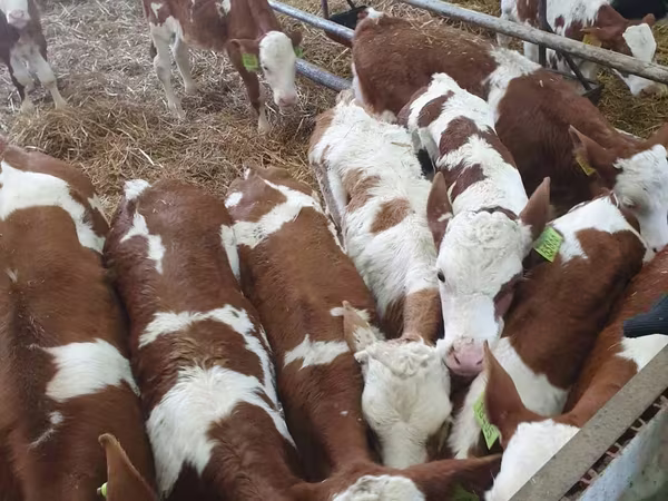 Bull, Limousin cow