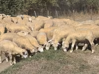 Ոչխար, Ile-de-France sheep — լուսանկար 2