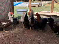 Chickens — الصورة 1