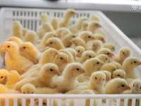 Chickens — լուսանկար 1