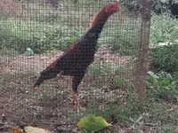 Chickens — Foto 1