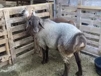 Ram, Sheep — photo 1