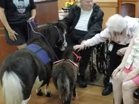母马, Miniature horse — 照片 1