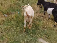 Goat, Goats — photo 8
