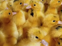 मुलार्ड — फ़ोटो 6