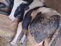 Bull, Holstein breed — photo 3