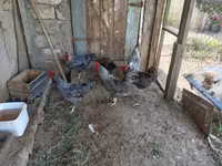 Chickens — الصورة 4