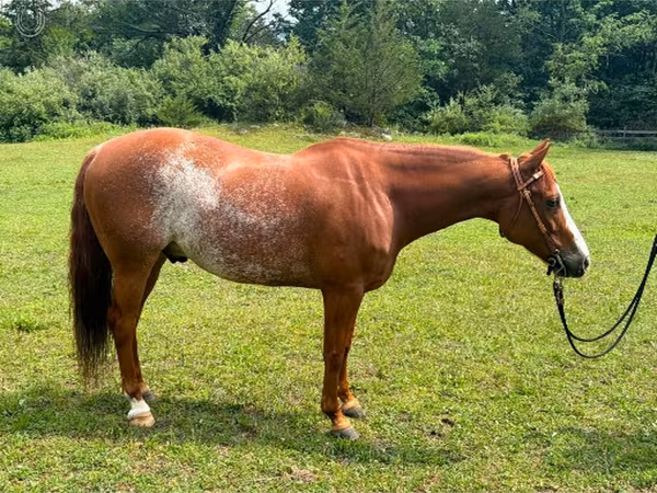 Hengst, Quarter Horse