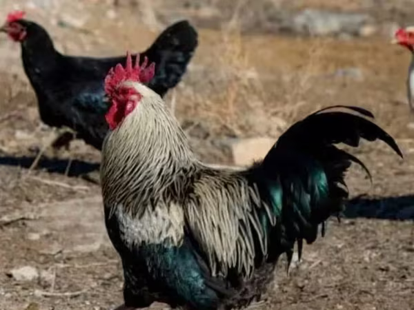 Chickens