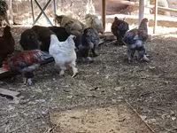 Brahma — Foto 3