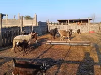 عنزة, الماعز — الصورة 2