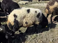 Խոյ, Ոչխարներ — լուսանկար 2