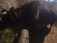 Կով, Խոշոր եղջերավոր — լուսանկար 3