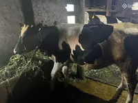 Kuh, Russian Black pied cattle — Foto 1