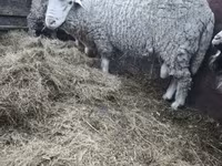 Խոյ, Ոչխարներ — լուսանկար 5