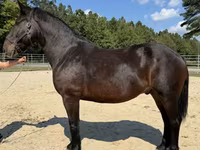Caballo, Caballos — foto 1