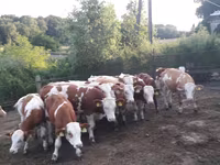सांड, Simmental cattle — फ़ोटो 6