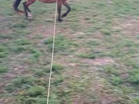 Mare, Horses — photo 3