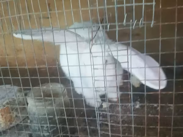 Ducks
