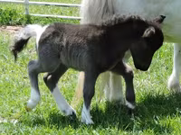 母马, Miniature horse — 照片 5