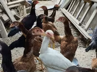 Chickens — 6-сурет