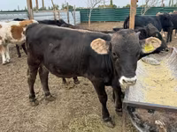 सांड, Swiss cattle — फ़ोटो 4