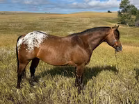 Ձի, Horses of Sable Island — լուսանկար 1