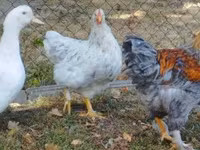Brahma — photo 5