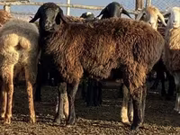 भेड़, Edilbay sheep — फ़ोटो 3