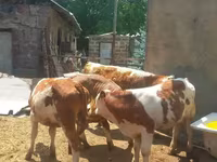 सांड, Simmental cattle — फ़ोटो 1