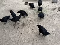 جيرسي جاينت — الصورة 3