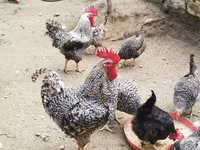 Chickens — Foto 3