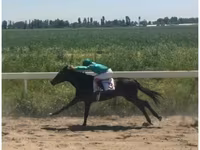 Stute, Anglo-Arabian — Foto 3