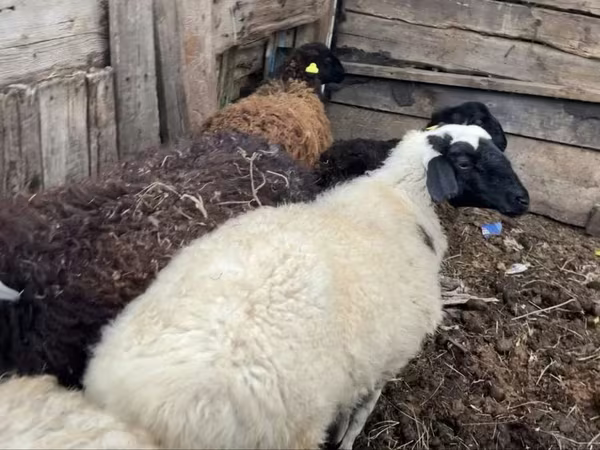 Խոյ, Ոչխարներ