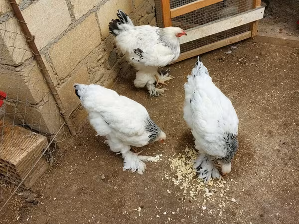Brahma