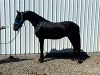 حصان, Friesian — الصورة 6