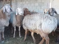 Widder, Arashan sheep — Foto 2